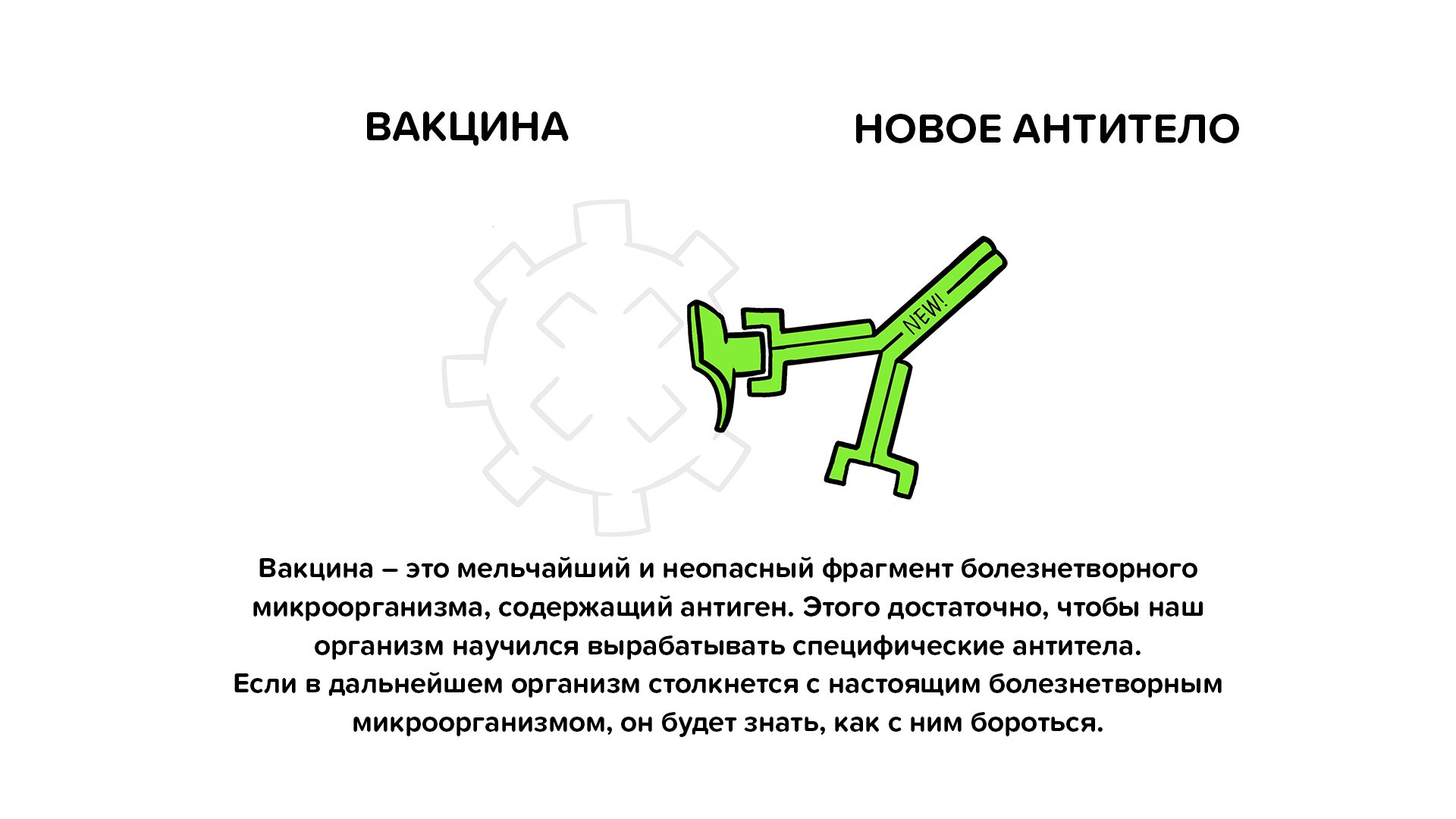 Vaccine antibody Ru Вакцина - это мельчайший и неопасный фрагмент болезнетворного микроорганизма, содержащий антиген.